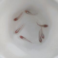 No.148【③龍の瞳（ヒレ長アルビノ）メダカ　幼魚 5匹 250円】の画像