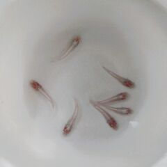 No.148【③龍の瞳（ヒレ長アルビノ）メダカ　幼魚 5匹 250円】の画像
