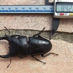 能勢ＹＧ血統　オオクワガタ幼虫頭４頭　菌糸ビン入り　No.1の画像