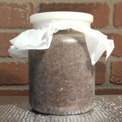 能勢ＹＧ血統　オオクワガタ幼虫頭４頭　菌糸ビン入り　No.1の画像
