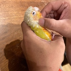 ウロコインコ（サンチーク）価格見直し