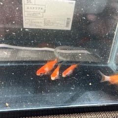 金魚コメット　当歳魚お譲りします