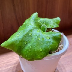 ｟板付可能サイズ｠P. ridleyi ‘Pakarang’（パカラン）　ビカクシダ/コウモリランの画像