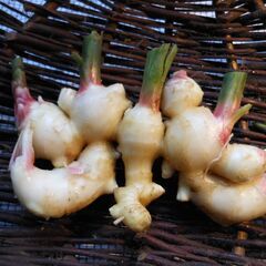 新生姜　無農薬栽培　早取り　２ｋｇ　ガリ　常備采の画像