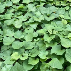 さつまいもの葉の茎　30本の画像
