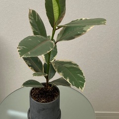 観葉植物　フィカス・ティネケ （インドゴムの木） 班入り　陶器製鉢・底敷き付き（ブルーグレー）の画像