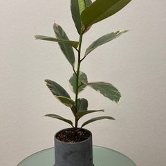観葉植物　フィカス・ティネケ （インドゴムの木） 班入り　陶器製鉢・底敷き付き（ブルーグレー）の画像