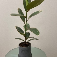 観葉植物　フィカス・ティネケ （インドゴムの木） 班入り　陶器製鉢・底敷き付き（ブルーグレー）の画像