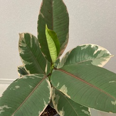 観葉植物　フィカス・ティネケ （インドゴムの木） 班入り　陶器製鉢・底敷き付き（ブルーグレー）の画像