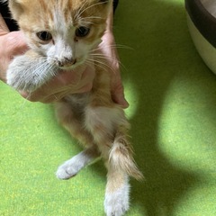 子猫の里親さん、募集しています
