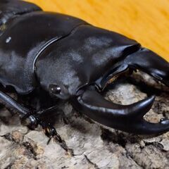 国産オオクワガタ　アンバランス血統　クーガ　ペア②【安心決済への切り替え、発送対応可能】の画像