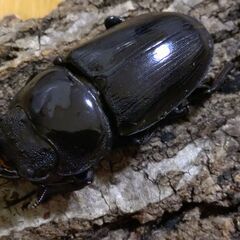 国産オオクワガタ　アンバランス血統　クーガ　ペア②【安心決済への切り替え、発送対応可能】の画像
