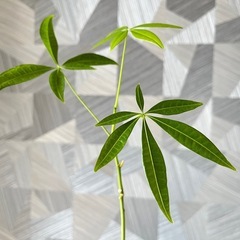 【観葉植物】実生パキラの画像