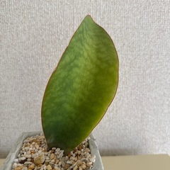 サンセベリア+ダルトンポットセット　lav.1970 マッソニアーナ　ピングイキュラ　観葉植物の画像