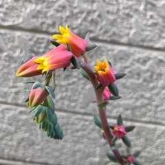多肉植物・七福神(子苗)の画像