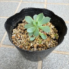 多肉植物・七福神(子苗)の画像