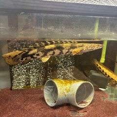熱帯魚 ポリプテルス エンドリケリー 水槽 メダカの画像