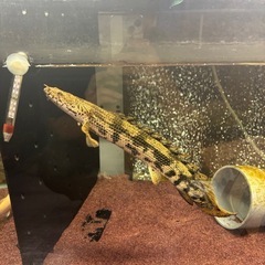 熱帯魚 ポリプテルス エンドリケリー 水槽 メダカの画像