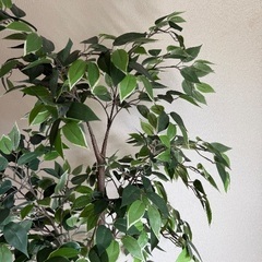 ＩＫＥＡ/イケア FEJKA/フェイカ 人工観葉植物170 cm の画像