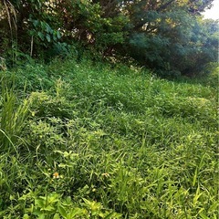 🌱草刈り・お墓まわりの清掃 お手伝いします【モニター価格】