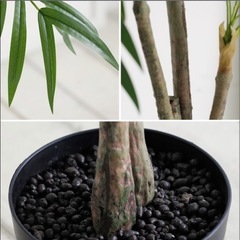 観葉植物フェイクグリーンいんてりあインテリアの画像