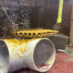 熱帯魚 アフリカンスネークヘッド 水槽 メダカの画像