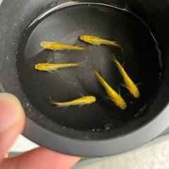 サンシャインメダカ(オス6匹)の画像