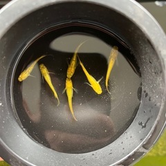 サンシャインメダカ(オス6匹)の画像