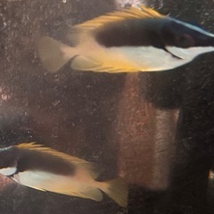 ヒフキアイゴの画像