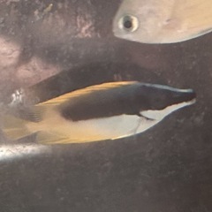 ヒフキアイゴの画像