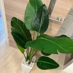 観葉植物フェイクの画像