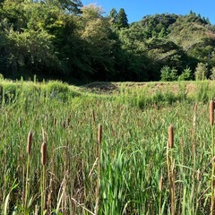 真菰現地収穫
の画像