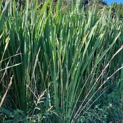 真菰現地収穫
の画像