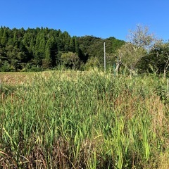 真菰現地収穫
の画像