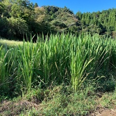 真菰現地収穫
の画像