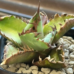 アガベ チタノタ カニの画像