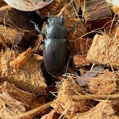 メタリフェルホソアカクワガタ（亜種イソガイ）の画像