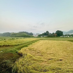 色彩選別機　譲って下さい　取りに行きますの画像