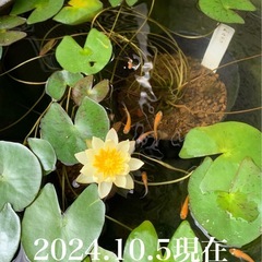 🌸姫睡蓮（ヘルボラ） 1ポットの画像