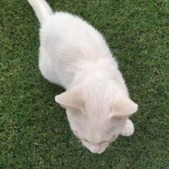 【至急】子猫用ウェットフード、ミルク、ちゅーる等を譲ってい…