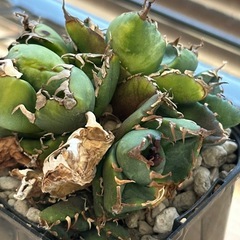 アガベ　チタノタ 鷹丸の画像