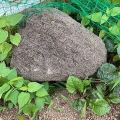 大きな石 軽石 複数の画像