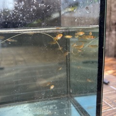 メダカ(竜章鳳姿)の画像