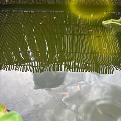 メダカ(竜章鳳姿)の画像