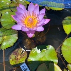 🌸 睡蓮（キーラルゴ）1ポットの画像