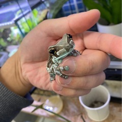 残り2匹！ミルキーフロッグ ヘビーの画像