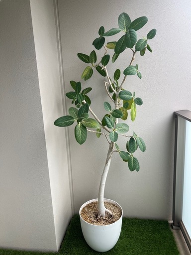 フィカスベンガレンシス