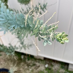 ［026］特価！値下げ 大株 ミモザ 銀葉アカシア オージープランツ　¥5,800→の画像