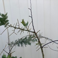 ［026］特価！値下げ 大株 ミモザ 銀葉アカシア オージープランツ　¥5,800→の画像