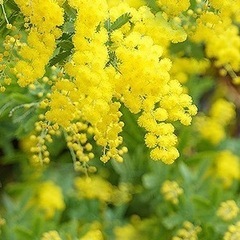 ［026］特価！値下げ 大株 ミモザ 銀葉アカシア オージープランツ　¥5,800→の画像